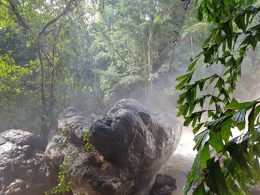 Jungle, Stone, Forest, Nature, amzonas, mystical, rock, green HD wallpaper