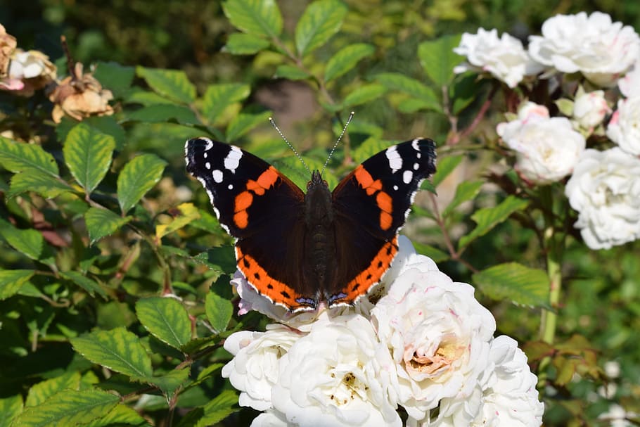 butterfly, nature, bug, flower, flowering plant, animal themes HD wallpaper