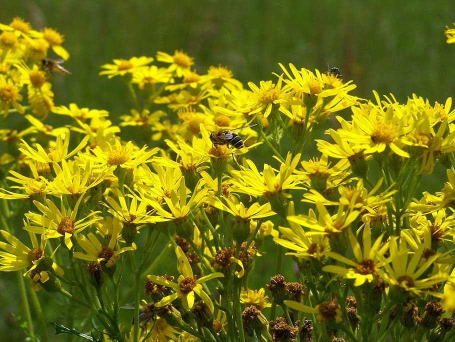 Yellow, Flower, Spring, yellow flower, flowers, plant, nature HD wallpaper