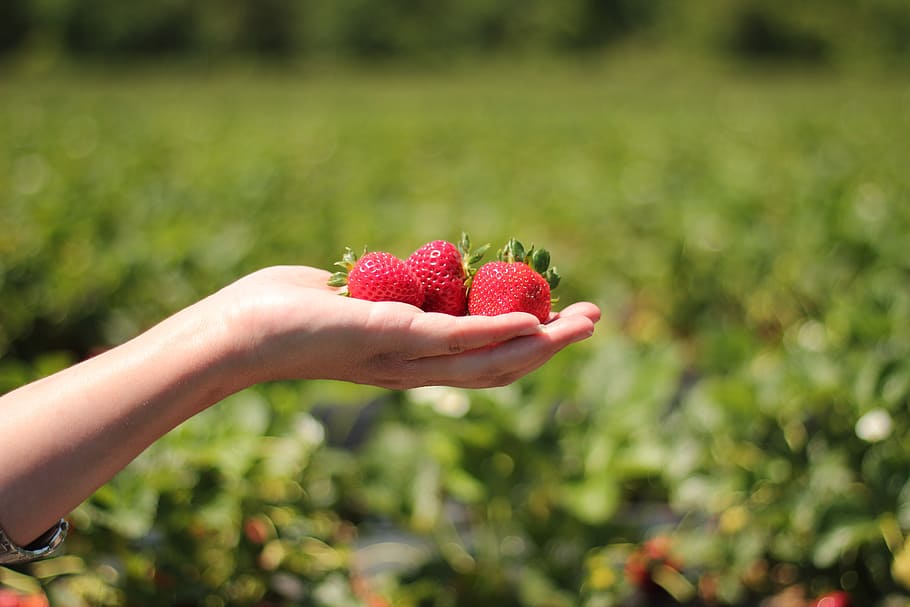 person holding three strawberry fruits on outdoors, strawberries HD wallpaper