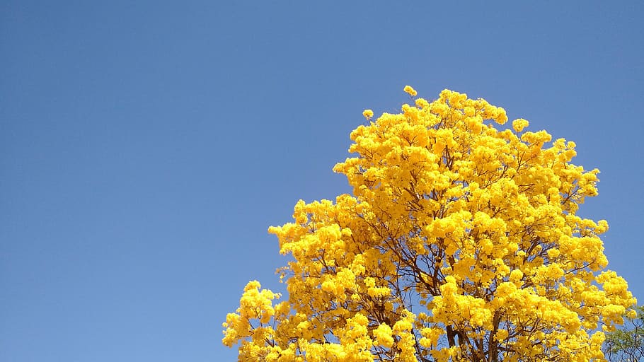 tree, ipê, spring, yellow, sky, plant, beauty in nature, blue HD wallpaper