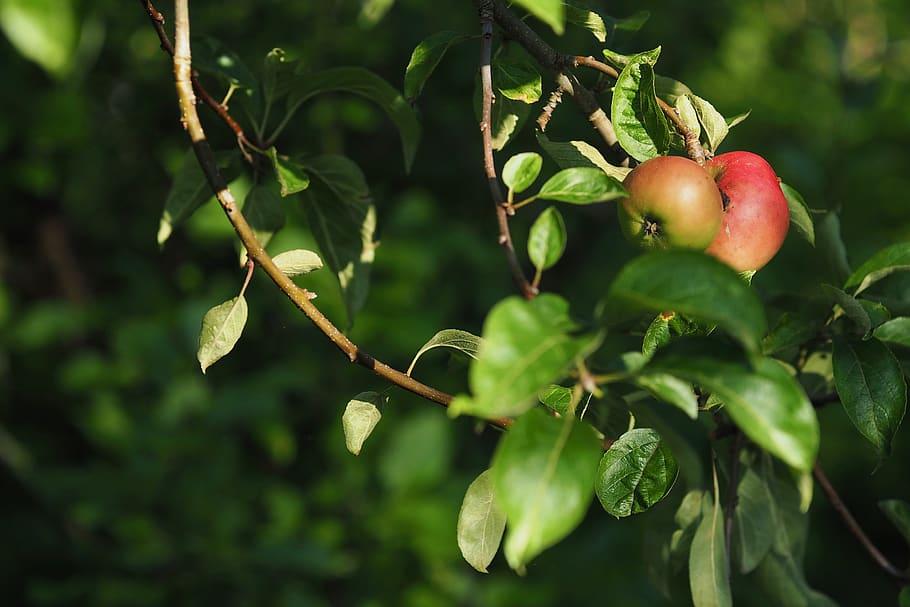 fruit, nature, tree, leaf, apple tree, autumn, healthy eating HD wallpaper