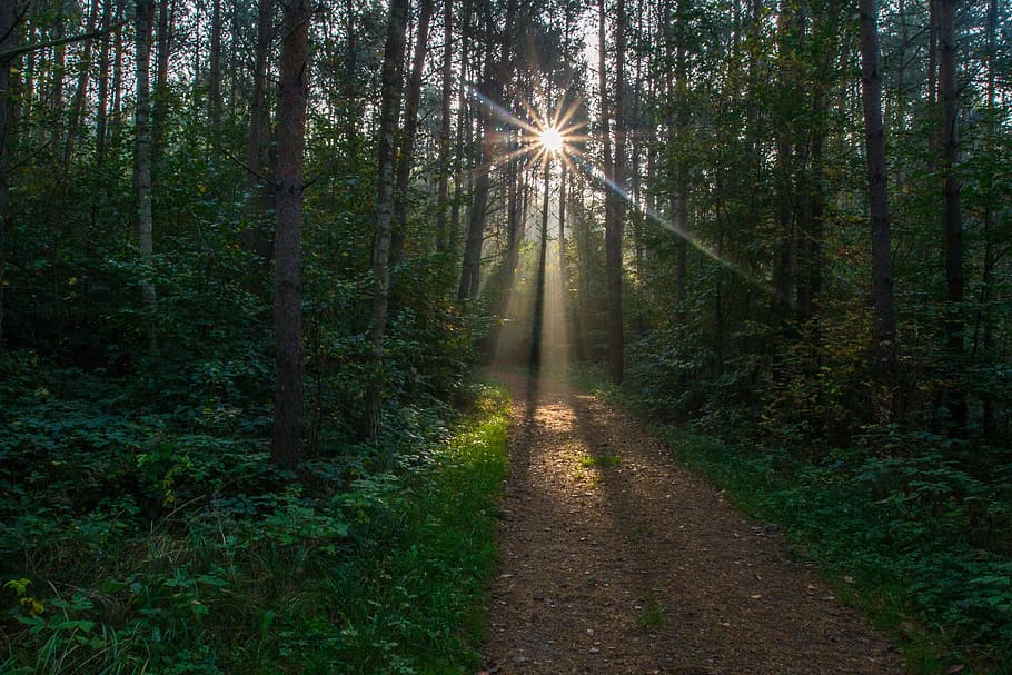 sonnenstern, sunbeam, forest path, trees, fall foliage, back light HD wallpaper