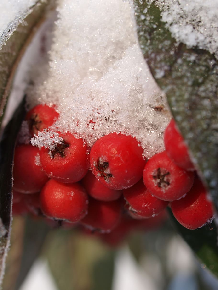 snow, winter, berries, xmas, food and drink, healthy eating HD wallpaper