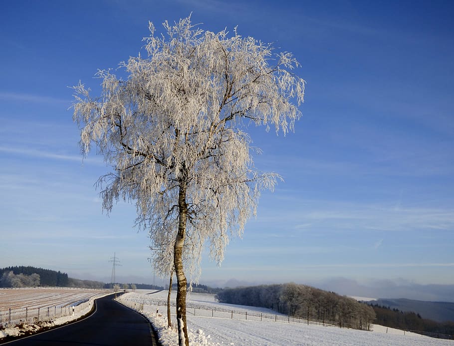 tree, ripe, zing, winter, winter landscape, snow, nature, white HD wallpaper