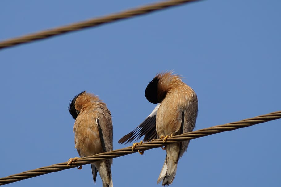birds, acting, etching, twins, resolution, high, cute, wire HD wallpaper