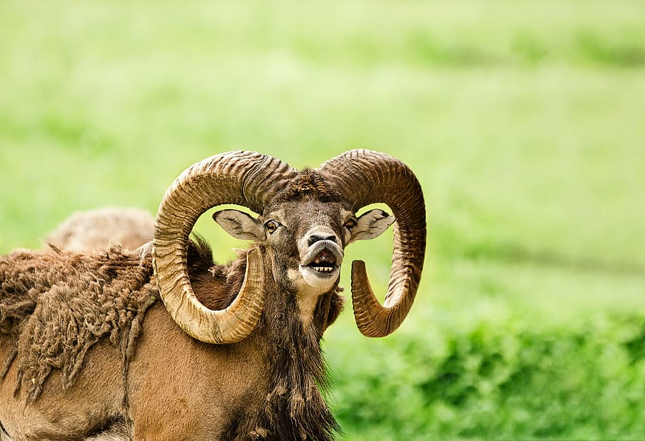brown and white ram on grass field, mouflon, wild sheep, bock, HD wallpaper