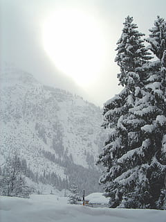 snow, tree, mountain, wintry, road, winter, cold, frost, fog HD wallpaper