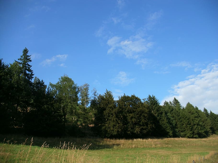 meadow, forest, field, sky, blue, green, clouds, nature, summer HD wallpaper