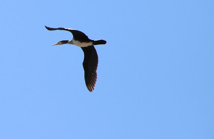 blue, duck, flight, platyrhynchos, sky, wild, birds, flying HD wallpaper
