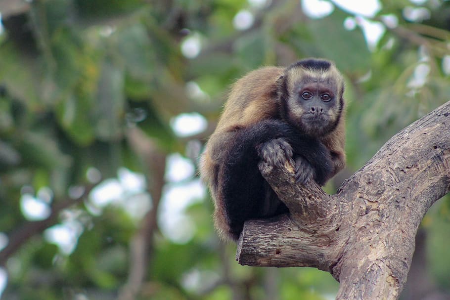 mono, primates, tree, nature, ape, animal world, animals, animal wildlife HD wallpaper