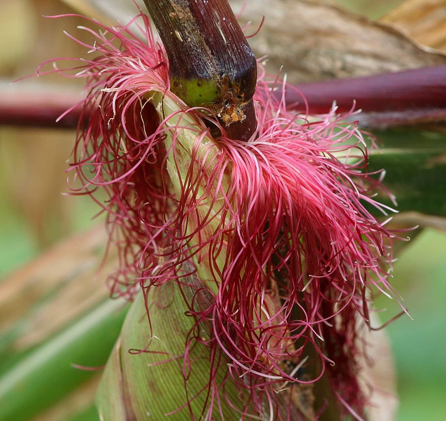 silk, red, threads, fine, natural, corn, ears, maize, grains HD wallpaper