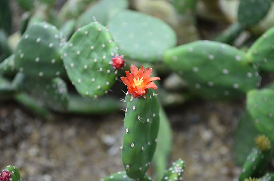 cacti, nature, flower, desert, prickly, flowering plant, growth HD wallpaper