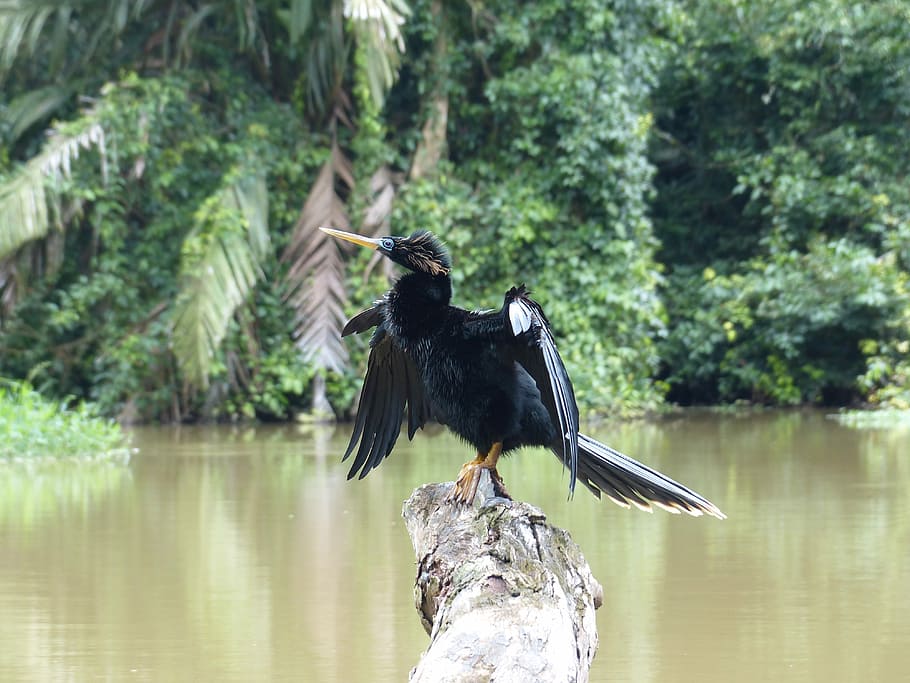 Darter, Anhingidae, Bird, Posing, River, tropics, tortuguero HD wallpaper