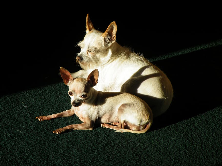 dogs, pets, white, together, sunny, sunbathing, animal, canine HD wallpaper