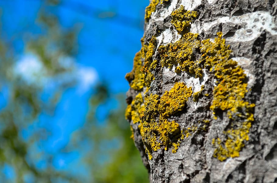 Forest, Tree Bark, nature, outdoors, rock - Object, textured HD wallpaper