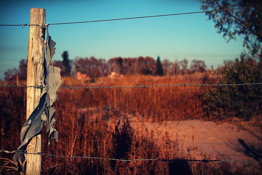 wiring, cloth, wire, barbed wire, fabric, fence, old, tree HD wallpaper