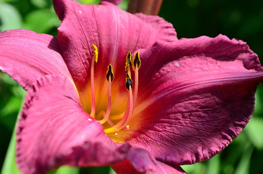 daylily, incomplete, flower, ovary, stamens, flower garden