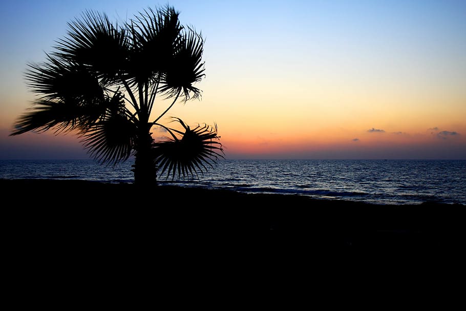 trees in front of body of water, background, beach, beautiful HD wallpaper