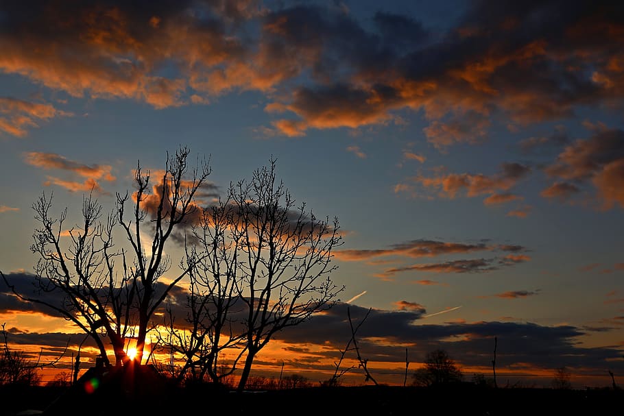 sunset, twilight, evening, tree, sky, cloud - sky, beauty in nature HD wallpaper