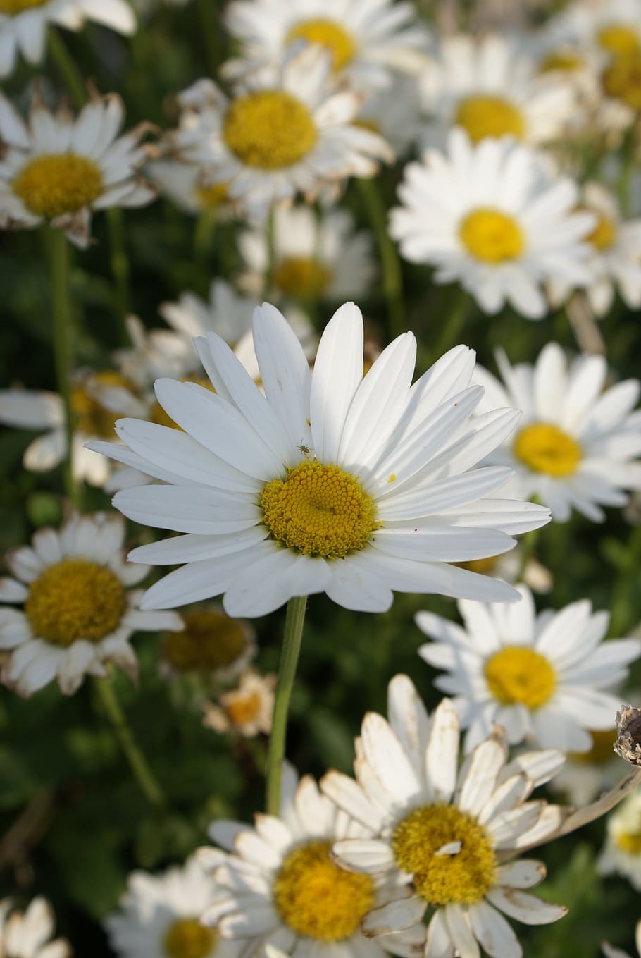 daisy, flower, nature, flowering plant, vulnerability, fragility HD wallpaper