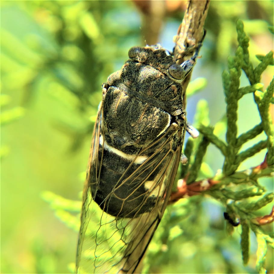 Insect, Cicada, Hiking, Nature, one animal, animal wildlife HD wallpaper