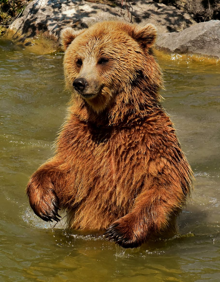 brown bear on body of water, european brown bear, nature park