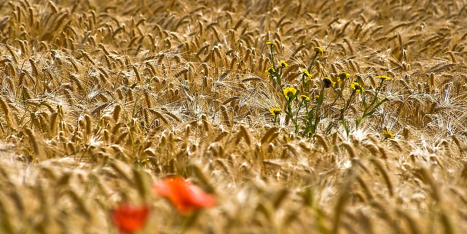 cornfield, klatschmohn, flowers, yellow, red, poppy, poppy flower HD wallpaper