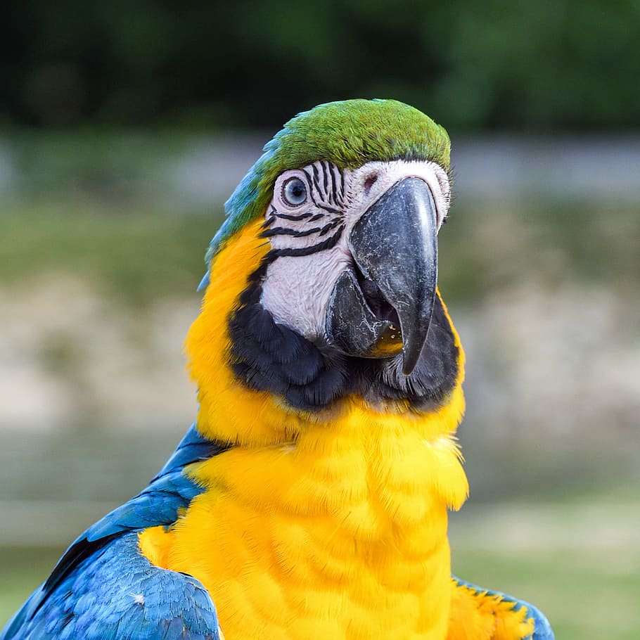 selective focus photography of yellow and blue parrot, Ara HD wallpaper