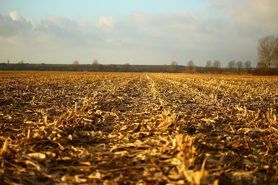 field, arable, corn, harvested, autumn, landscape, agriculture HD wallpaper