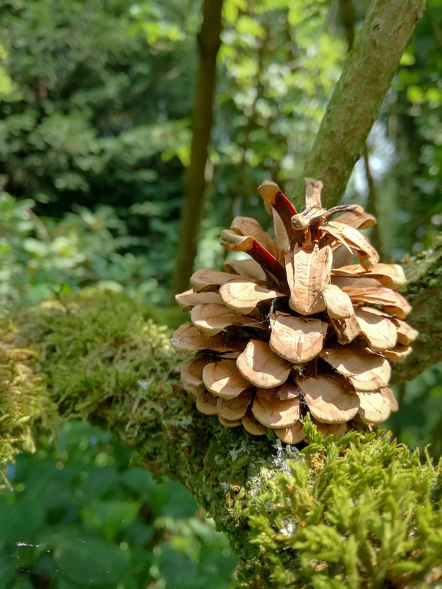 Pine Cones, Tap, Forest, Wood, scale, cone scales, nature, fungus HD wallpaper