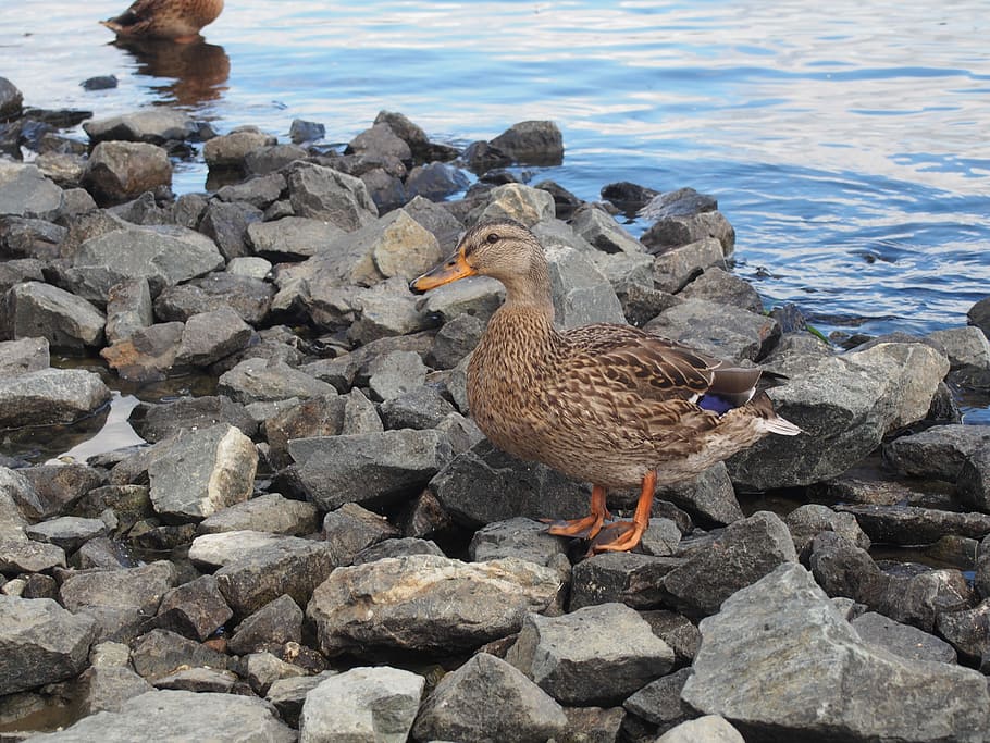 Duck, Water, Stones, bird, animal themes, no people, animals in the wild HD wallpaper