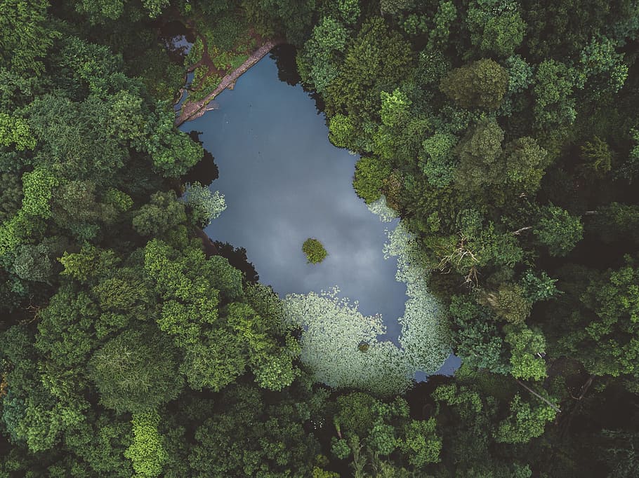 aerial photography of lake in forest, green, trees, plants HD wallpaper