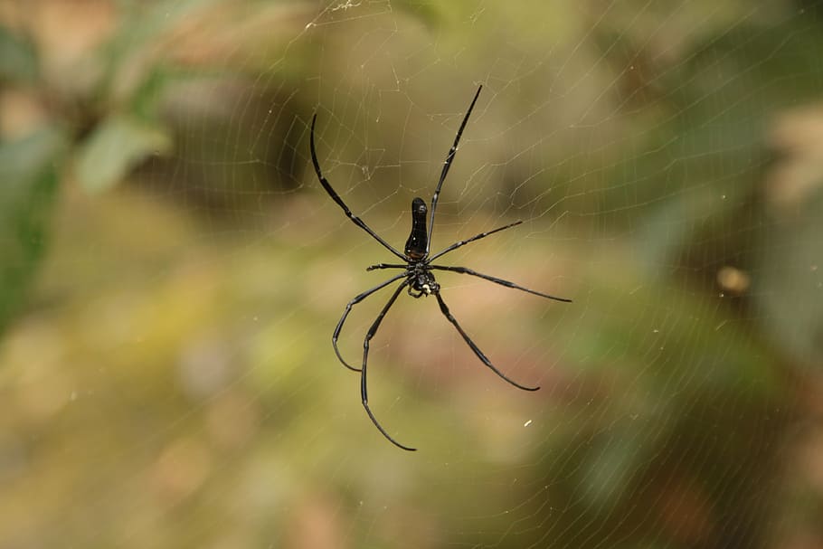 insect, spider, nature, reel, spider web, invertebrate, arachnid HD wallpaper
