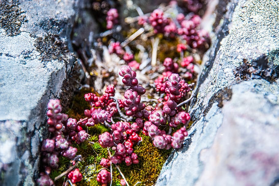 plant, moss, stones, spring, succulent, red, growing, flower HD wallpaper