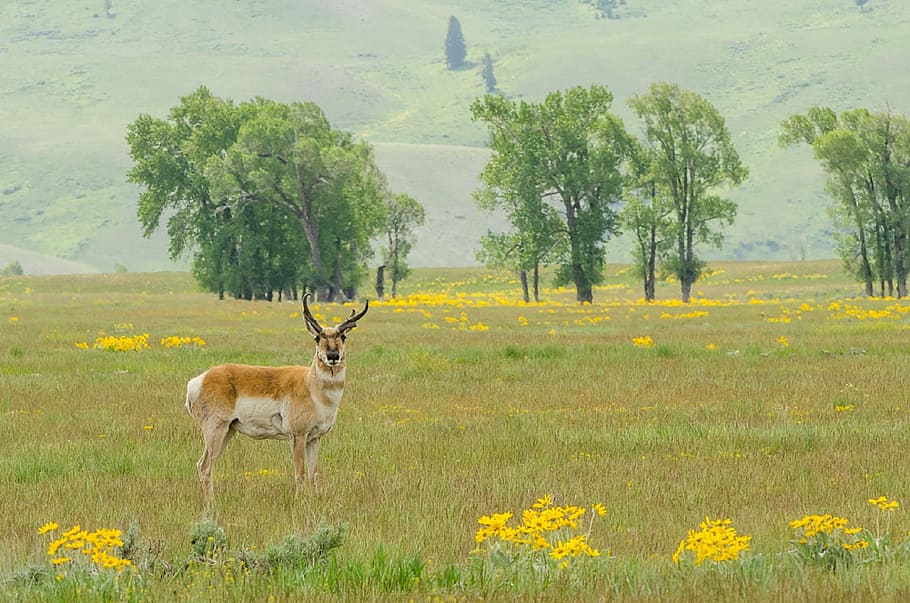 pronghorn, buck, wildlife, animal, nature, prairie, grass, antlers, HD wallpaper
