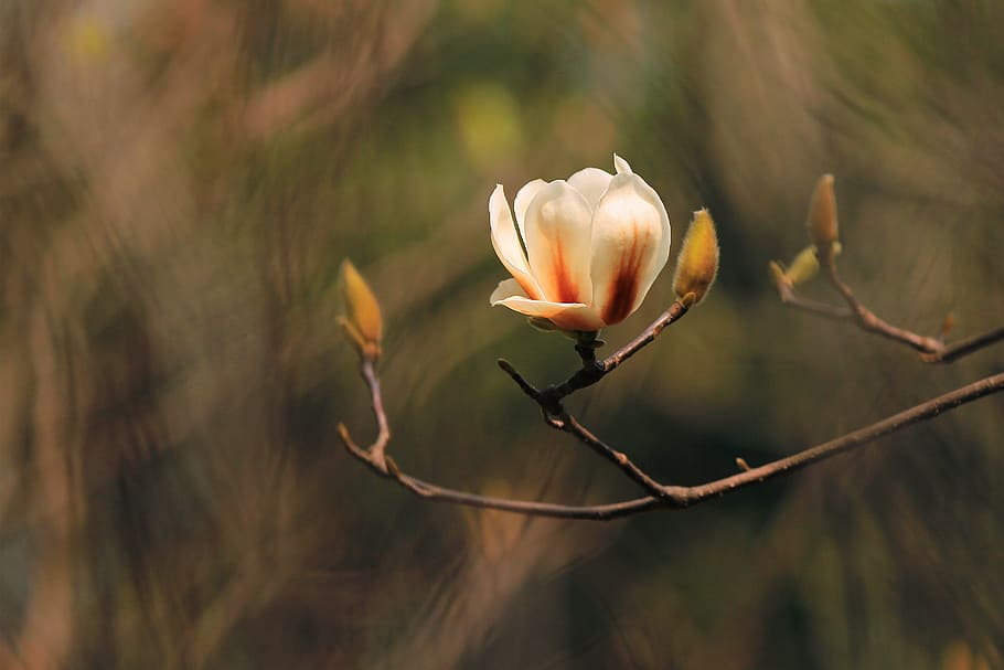 magnolia, macro, flowers, plant, beauty in nature, flowering plant HD wallpaper