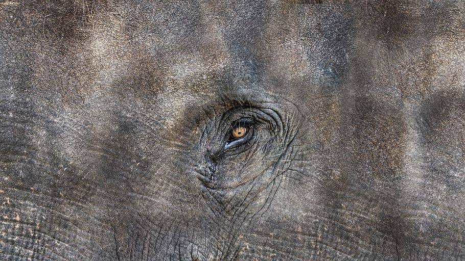 texture, elephant, animal, elephant head, the eye of an elephant HD wallpaper