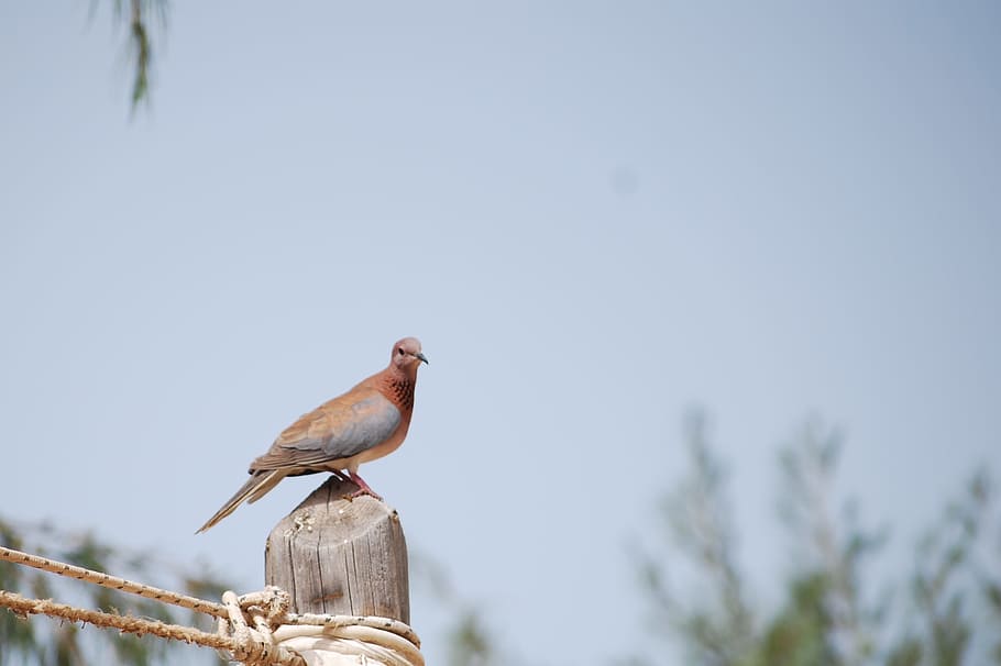 bird, senegal, pigeon, animal, animal themes, vertebrate, animals in the wild HD wallpaper