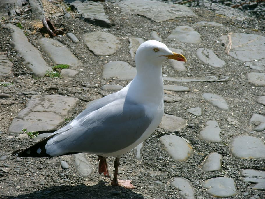 seagull, animal, bird, animal themes, animals in the wild, animal wildlife HD wallpaper