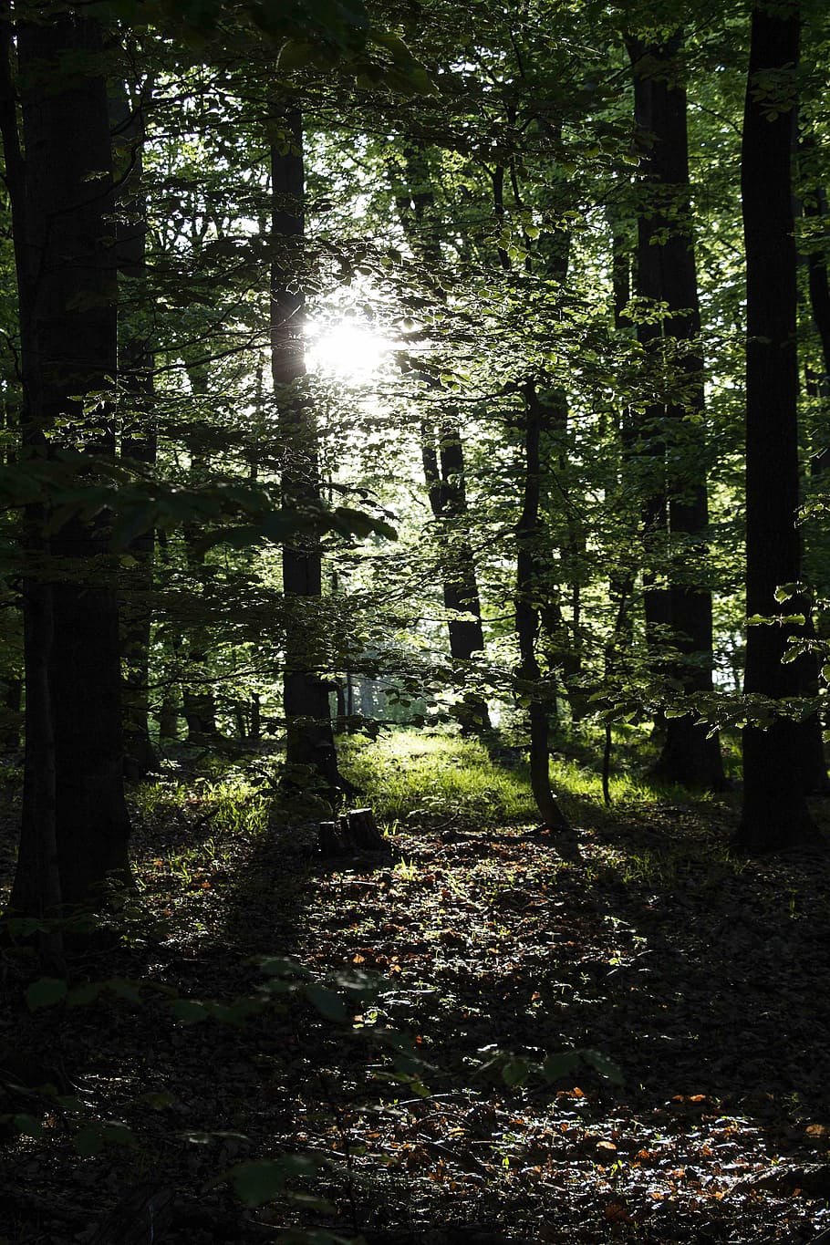 forest, trees, nature, light, green, sun, mystery, plant, land HD wallpaper