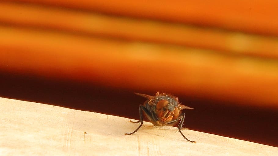 housefly, insect, close, animal, macro, wing, compound eyes HD wallpaper