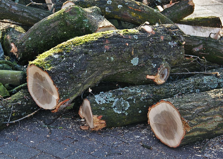 felled tree trunks, wood, forest, diseased trees, woodworks, HD wallpaper