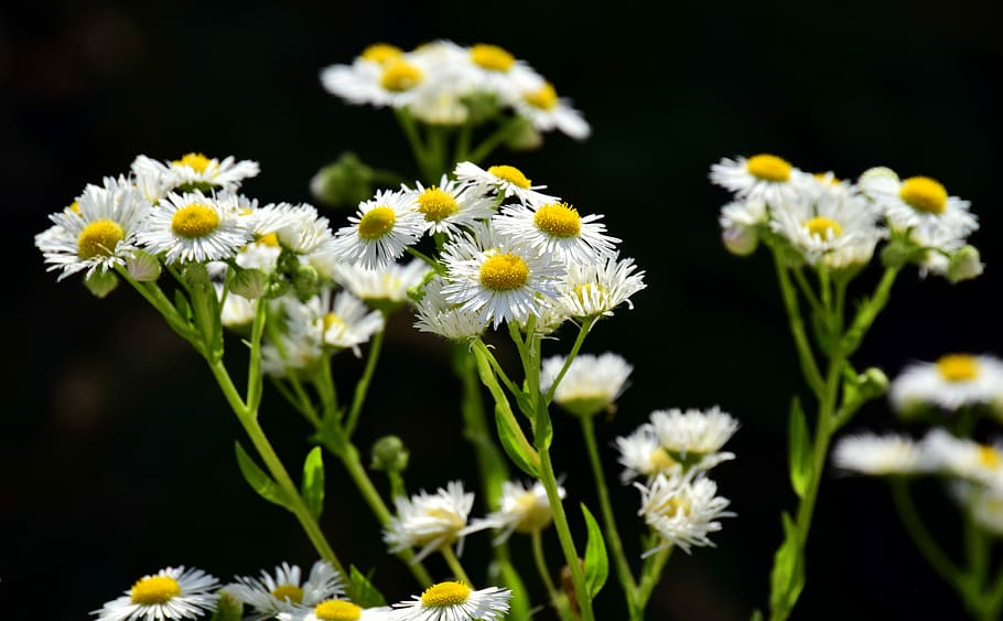 white and yellow petaled flowers in bloom, fleabane, one year, HD wallpaper