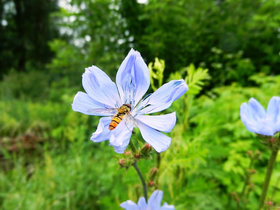 Flower, Bee, Pollinate, Pollination, stamens, posts, pollen HD wallpaper