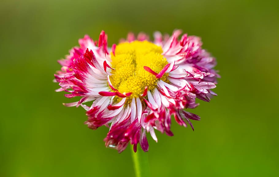 daisy, nature, flower, plant, spring, petal, garden, closeup HD wallpaper