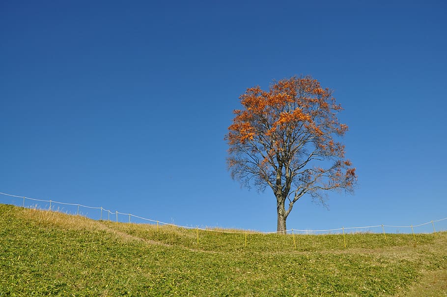 natural, grass, landscape, blue sky, wood, plant, tree, beauty in nature HD wallpaper