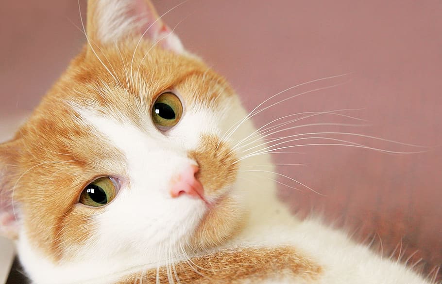 orange and white tabby cat on focus photo, red, mackerel, animal HD wallpaper