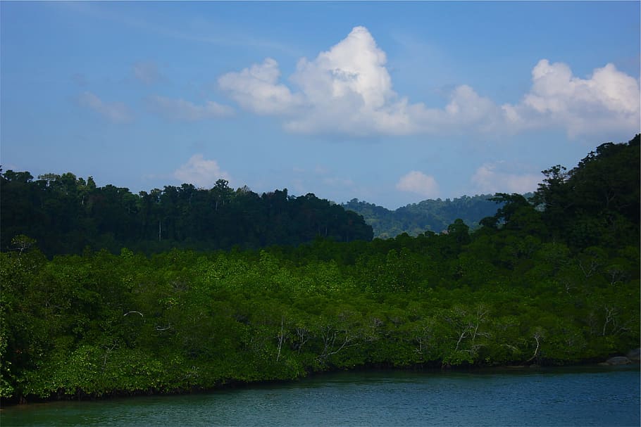 trees, water, blue, sky, plant, cloud - sky, scenics - nature HD wallpaper