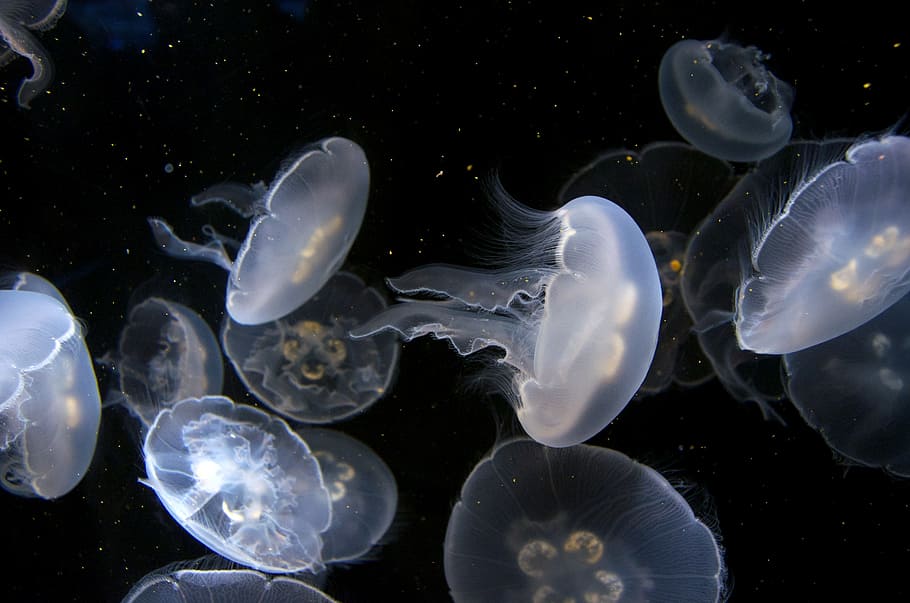 white jellyfishes, aquarium, underwater, peaceful, sea life, jellies, HD wallpaper